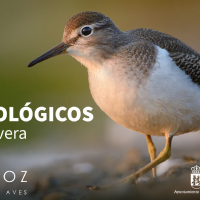 Safaris ornitológicos por Badajoz en primavera