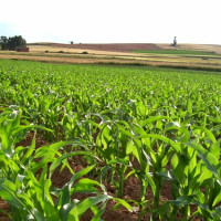 El exceso de lluvias obliga a ampliar el plazo de presentación de la solicitud única de la PAC