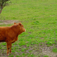 Extremadura destina 20 M€ en ayudas agroambientales a miles de agricultores y ganaderos