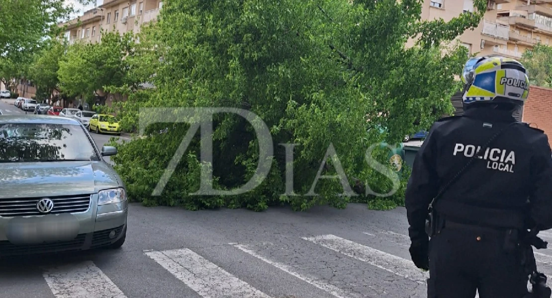 Cae un árbol de grandes dimensiones a la vía pública en Plasencia
