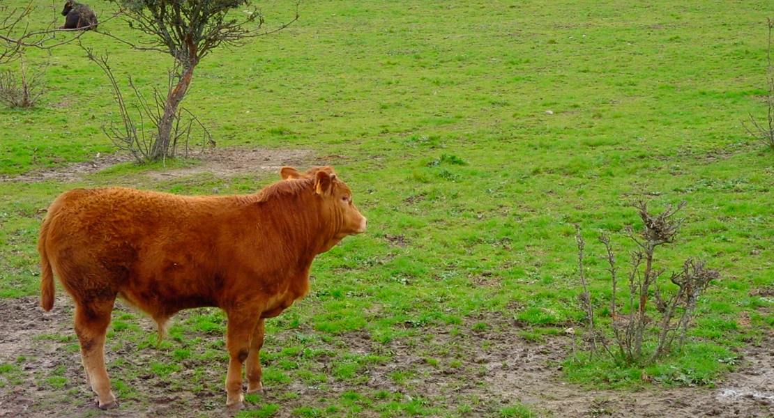 Extremadura destina 20 M€ en ayudas agroambientales a miles de agricultores y ganaderos