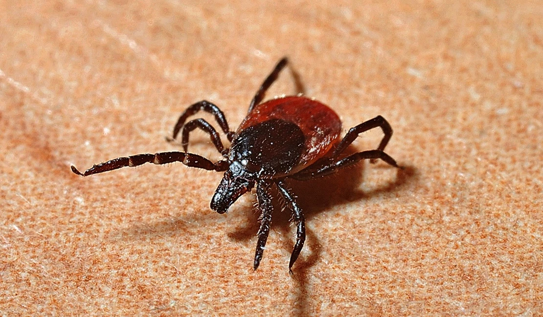 Alertan del riesgo de exposición a garrapatas con la llegada del buen tiempo