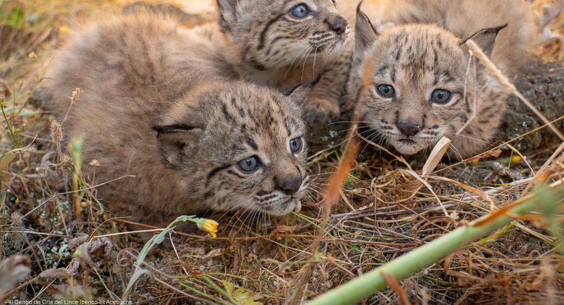 Buenos datos en la temporada de cría de lince ibérico: nacen 15 cachorros en Zarza de Granadilla