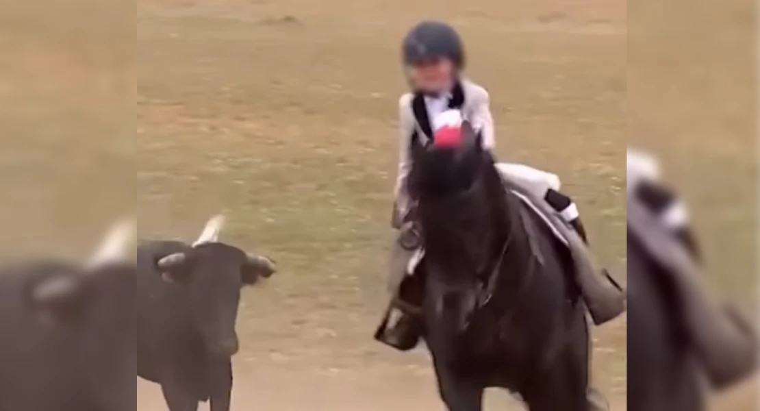 Denuncian el "maltrato" de un niño a un becerro como "exhibición pública" en Olivenza