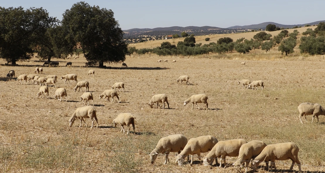 Piden una reunión urgente ante la falta de vacunas contra la lengua azul en Extremadura