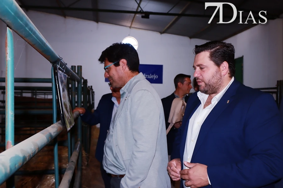 Alconchel inaugura FEMUAL con multitud de actividades y más de 300 cabezas de ganado