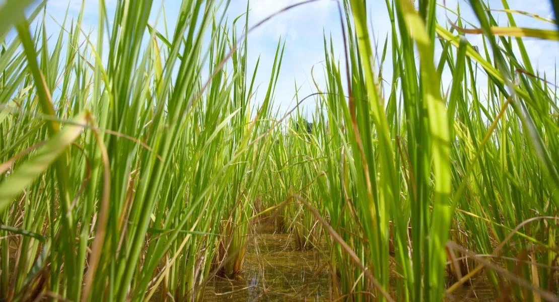 El arroz extremeño, en riesgo por los bajos precios y el exceso de stock