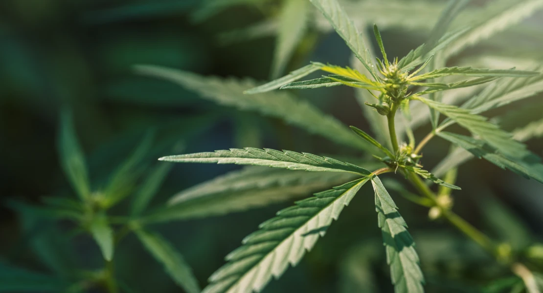 De “droga blanda” a factor de riesgo en salud mental: el cannabis y su vínculo con la esquizofrenia