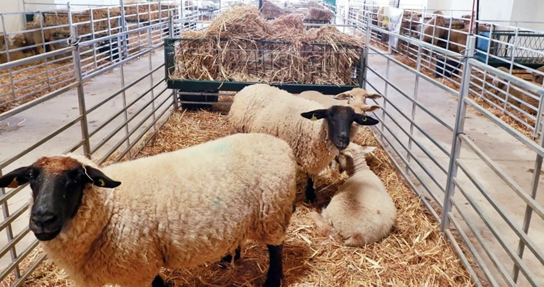 Alconchel celebra la XXVIII Feria de Muestras y la 185ª Feria Ganadera