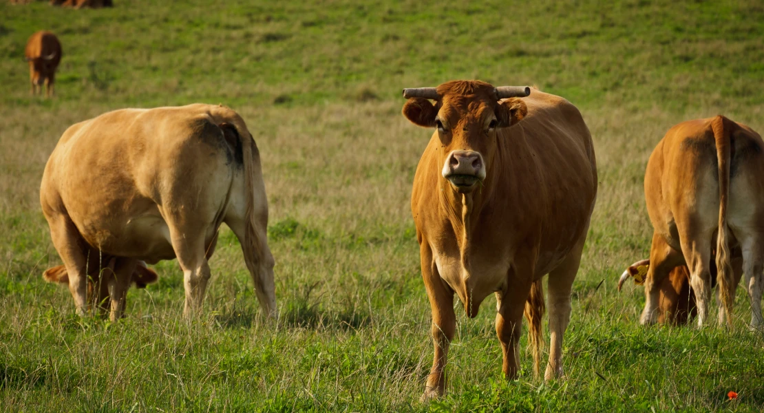 Ganaderos sin poder vacunar a sus animales contra la lengua azul