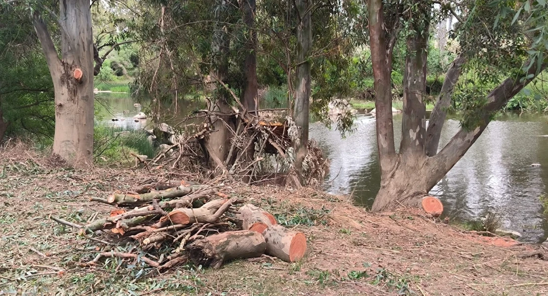 Denuncian podas "completamente ilegales" en los márgenes del Guadiana