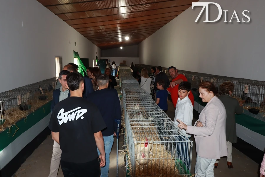 Alconchel inaugura FEMUAL con multitud de actividades y más de 300 cabezas de ganado