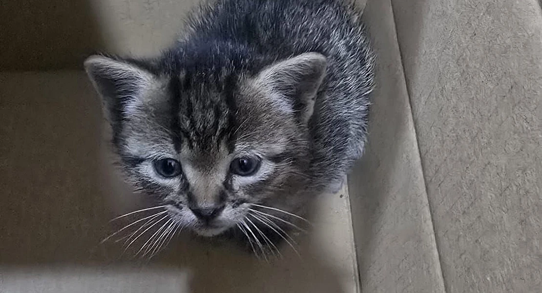 Voluntarios alertan del creciente abandono animal en Extremadura: "No podemos más"