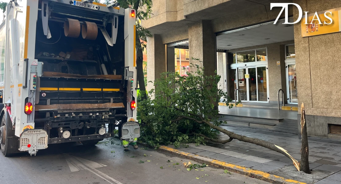 Las maniobras de un camión tiran un árbol en la Avd. de Europa (BA)