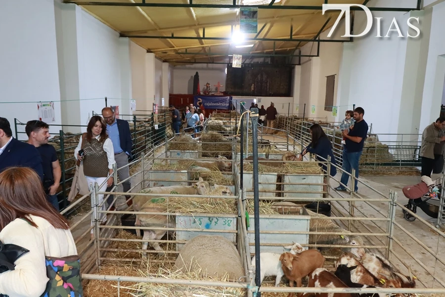 Alconchel inaugura FEMUAL con multitud de actividades y más de 300 cabezas de ganado