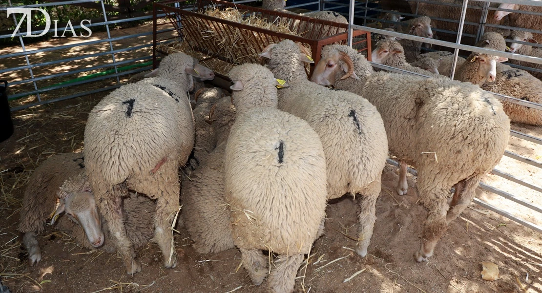 Valverde de Leganés reivindica la tradición en Vive la Trashumancia y la Feria del Queso Artesano