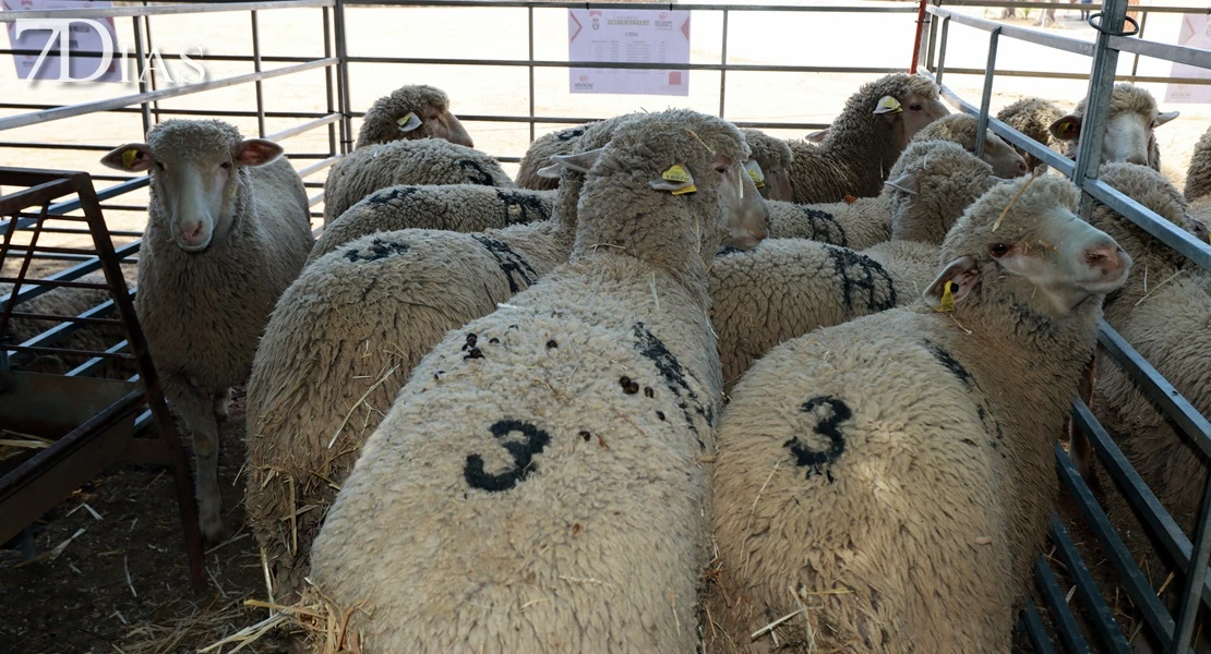 Valverde de Leganés reivindica la tradición en Vive la Trashumancia y la Feria del Queso Artesano