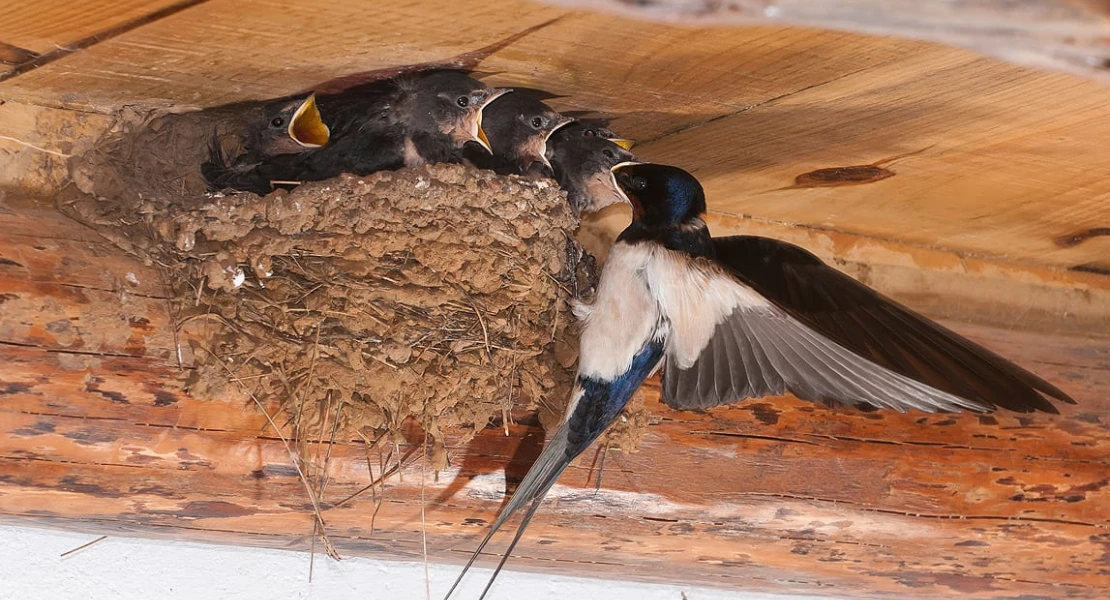 Golondrinas, vencejos y aviones: los mejores insecticidas naturales de Extremadura