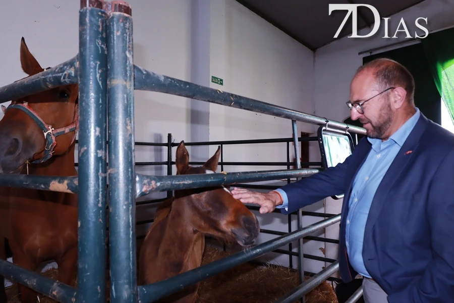 Alconchel inaugura FEMUAL con multitud de actividades y más de 300 cabezas de ganado