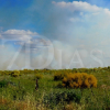 Un incendio forestal urbano calcina varias hectáreas en Mérida