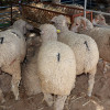 Valverde de Leganés reivindica la tradición en Vive la Trashumancia y la Feria del Queso Artesano