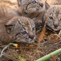 Buenos datos en la temporada de cría de lince ibérico: nacen 15 cachorros en Zarza de Granadilla