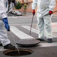Así está luchando Mérida contra las ratas