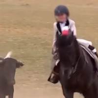 Denuncian el "maltrato" de un niño a un becerro como "exhibición pública" en Olivenza