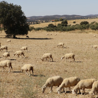 Piden una reunión urgente ante la falta de vacunas contra la lengua azul en Extremadura