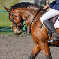 PACMA investiga las garantías de bienestar animal en un evento de doma celebrado en Olivenza