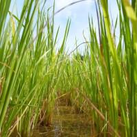 El arroz extremeño, en riesgo por los bajos precios y el exceso de stock