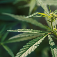 De “droga blanda” a factor de riesgo en salud mental: el cannabis y su vínculo con la esquizofrenia