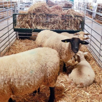 Alconchel celebra la XXVIII Feria de Muestras y la 185ª Feria Ganadera