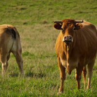 Ganaderos sin poder vacunar a sus animales contra la lengua azul