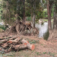 Denuncian podas "completamente ilegales" en los márgenes del Guadiana