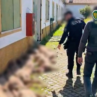 Tres vecinos de Badajoz detenidos por robar ganado que iban a vender en Portugal