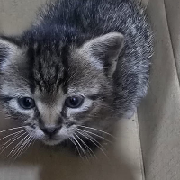 Voluntarios alertan del creciente abandono animal en Extremadura: "No podemos más"