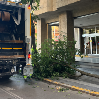 Las maniobras de un camión tiran un árbol en la Avd. de Europa (BA)
