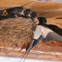 Golondrinas, vencejos y aviones: los mejores insecticidas naturales de Extremadura