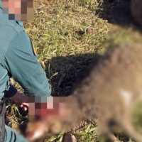 Investigan a un pacense por maltrato animal