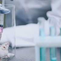 La OMS investiga tres muertes por Hantavirus: qué es y cómo se contagia