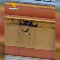 Investigan a un vecino de Monesterio por destruir nidos: esta es la pena que le podría caer