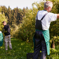 La Guardia Civil vigilará desde el cielo tras los últimos robos de fruta en Extremadura