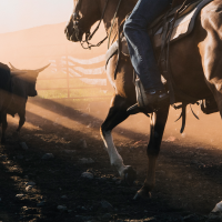 Un "campeonato infantil de acoso y derribo de vacas" despierta la polémica en Extremadura