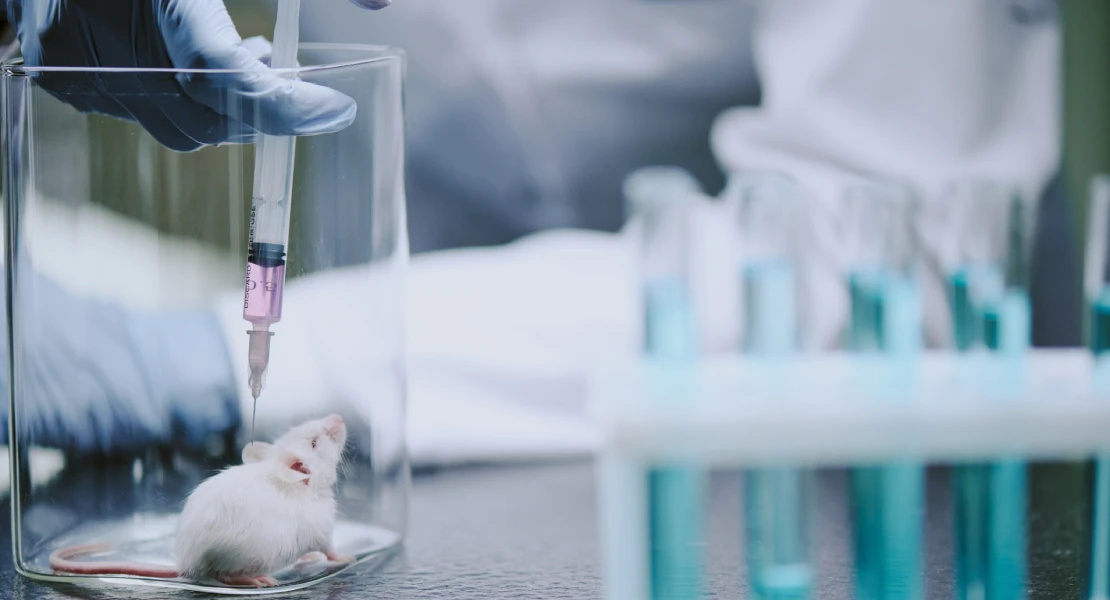 La OMS investiga tres muertes por Hantavirus: qué es y cómo se contagia