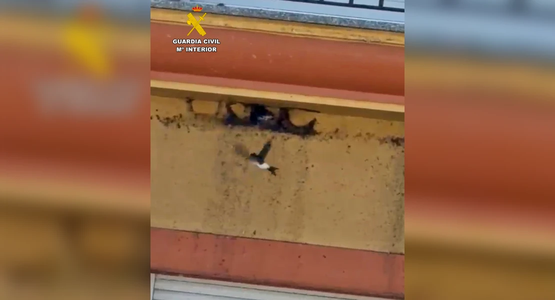 Investigan a un vecino de Monesterio por destruir nidos: esta es la pena que le podría caer