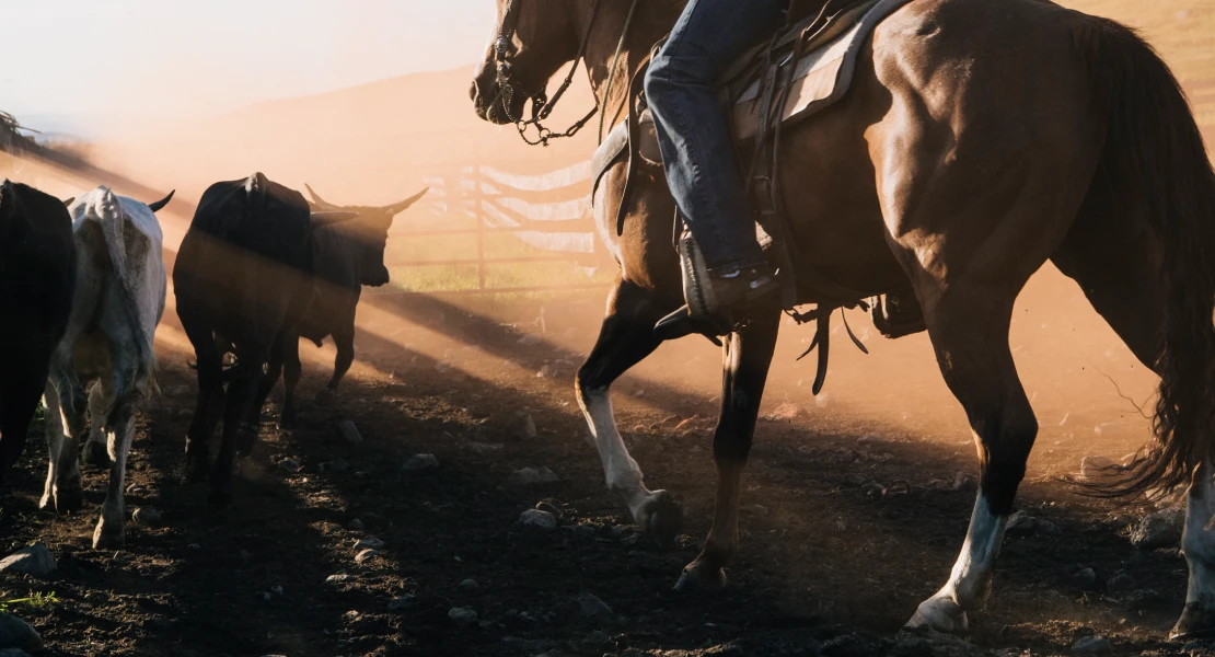 Un "campeonato infantil de acoso y derribo de vacas" despierta la polémica en Extremadura