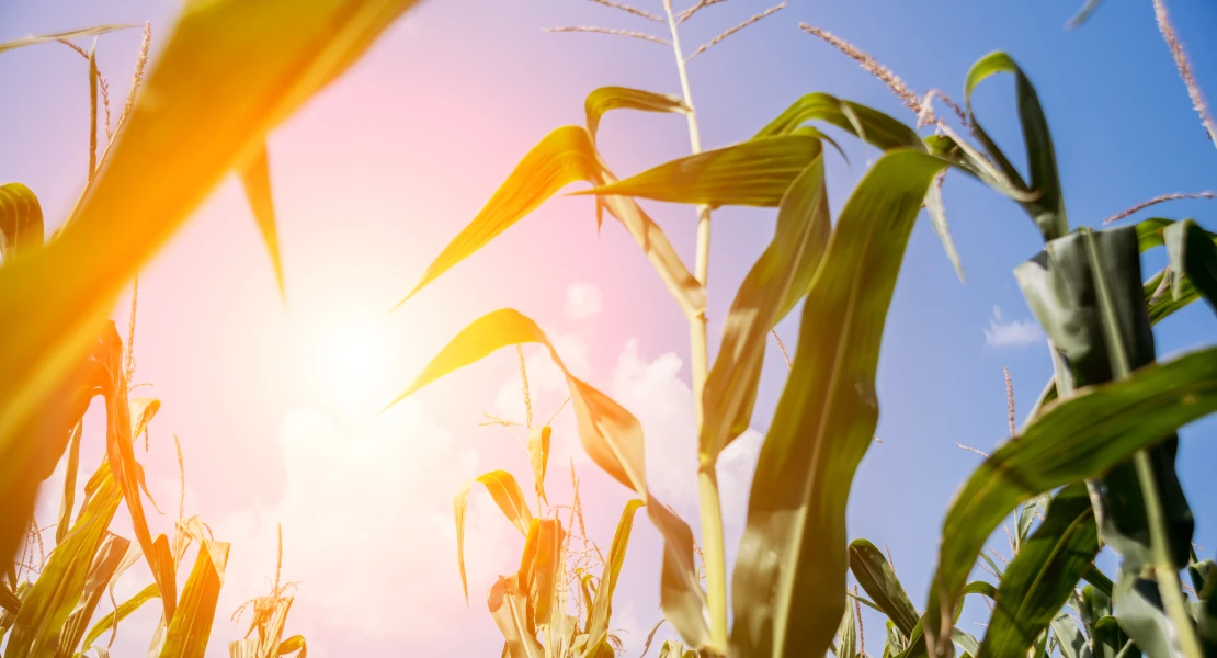 La UE aprueba nuevas técnicas genómicas para adaptar los cultivos al cambio climático