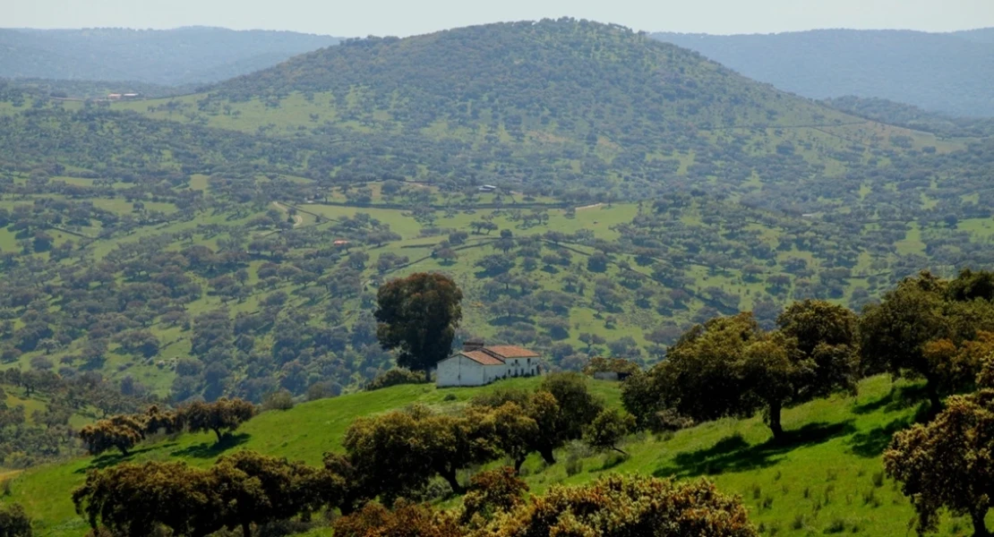 OPINIÓN: Bosques y dehesas contra el cambio climático