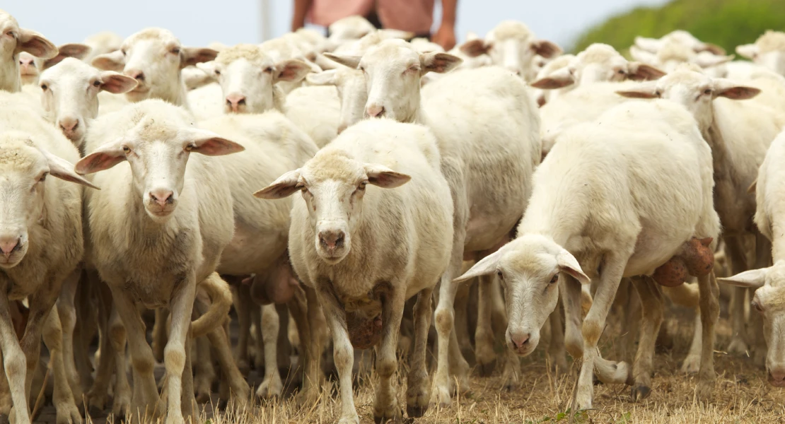 Reinvindican la agricultura y ganadería familiar como solución frente a la desertificación